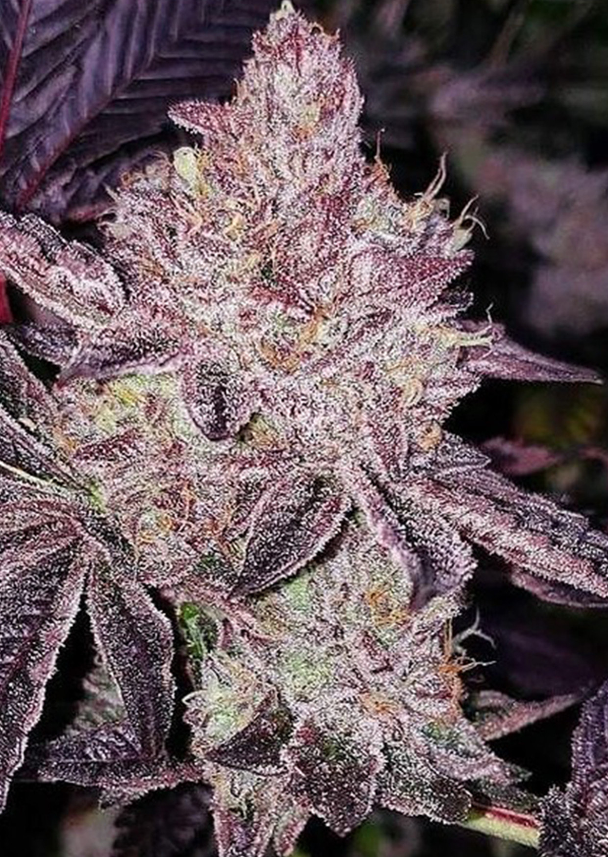 Purple Sunset Strain Burning Bush Nurseries